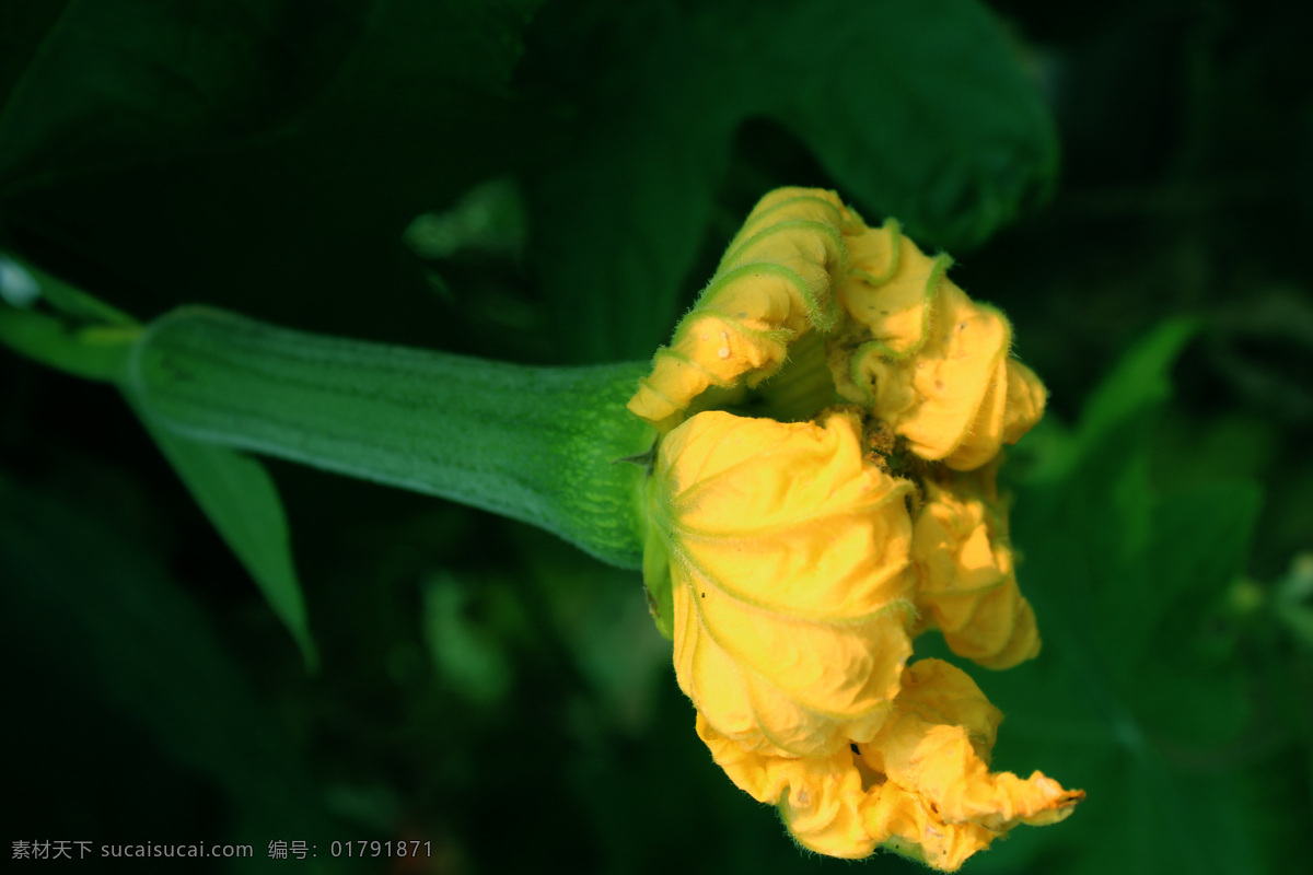 丝瓜 花 高清 绿色食品 拍摄 蔬菜 田园风光 自然景观 丝瓜花