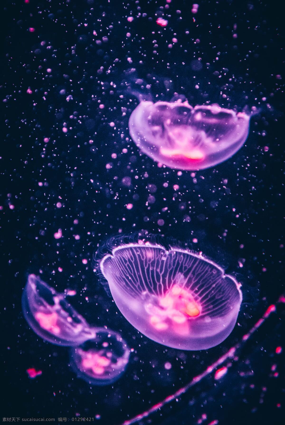 紫色 海 紫色水母 梦幻背景 海蜇 底纹边框 背景底纹