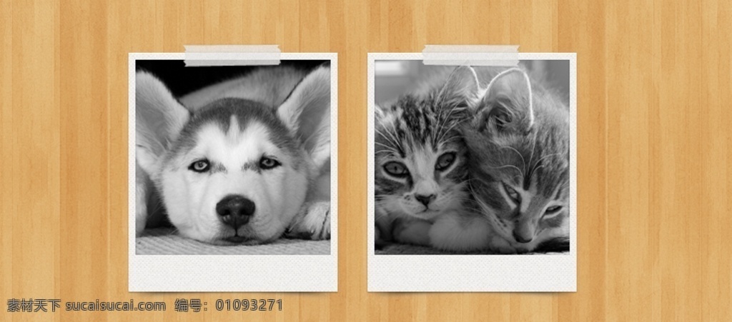 可爱 宠物 照片 展示 照片展示 照片墙 照片展示边框 木质底板 分层