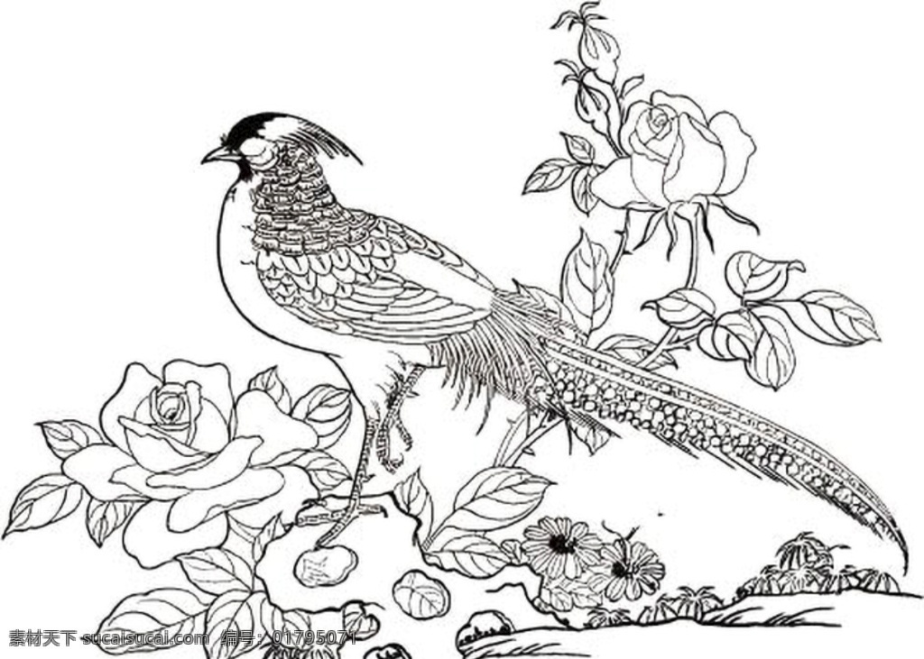 锦鸡月季 锦鸡 月季 白描 线条 动植物 ai矢量图 刺绣图 矢量图设计 生物世界 鸟类