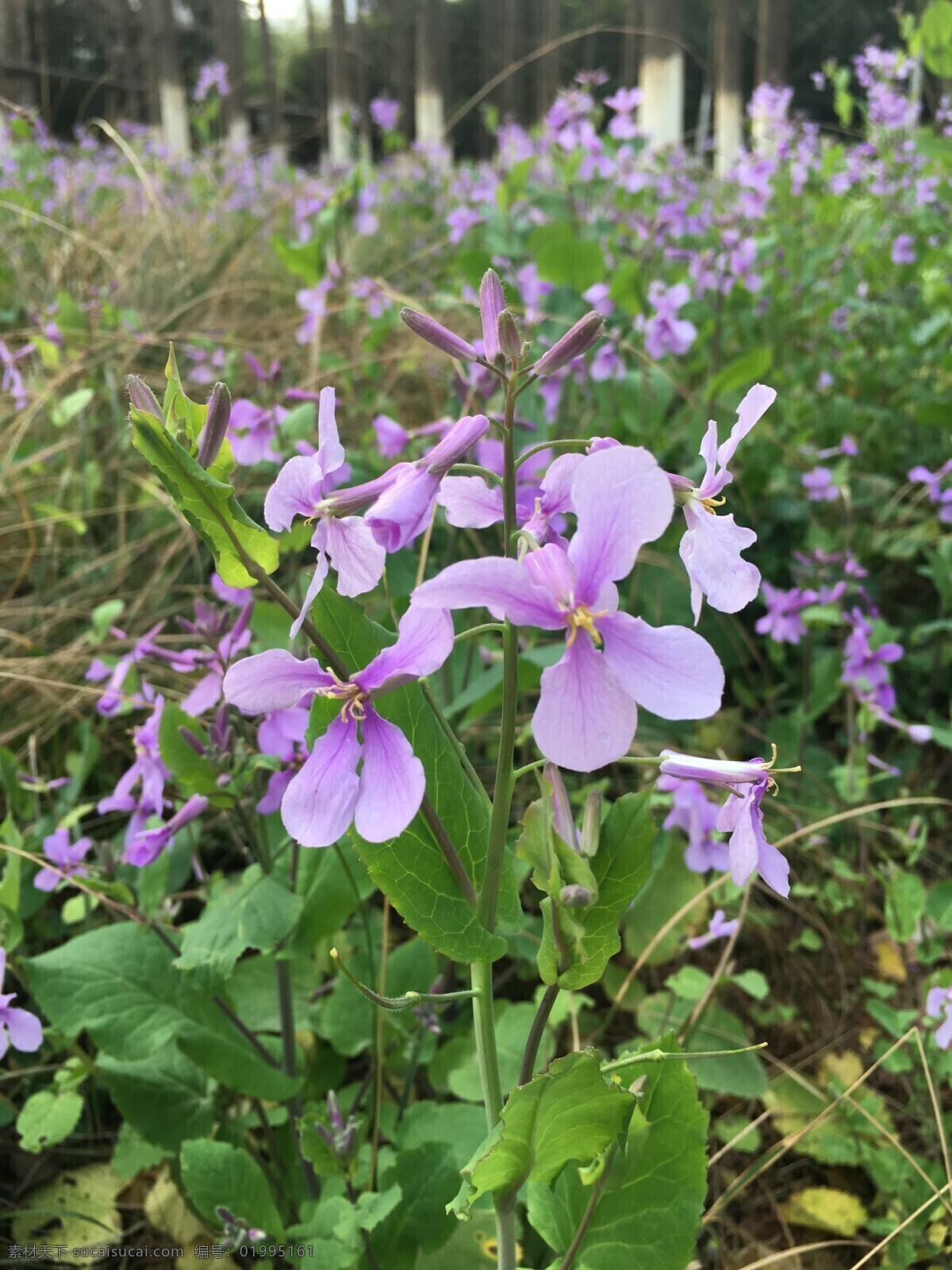 二月兰 紫金草 紫色 春天 花朵 花卉 照片 花海 生物世界 花草