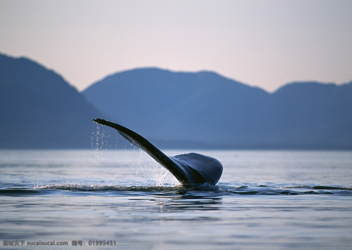 海底生物摄影 动物世界 生物世界 海底生物 海豚 鲸鱼 大海 水中生物 灰色