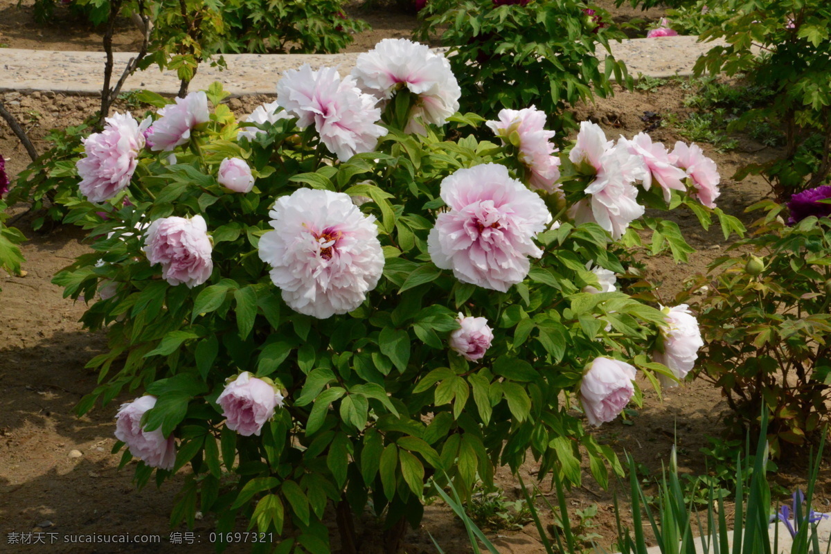 牡丹花 牡丹 观赏花卉 鼠姑 木芍药 百雨金 洛阳花 花朵 花瓣 花蕊 花卉 花儿 花草 植物 园林绿化 绿化景观 芍药牡丹 生物世界