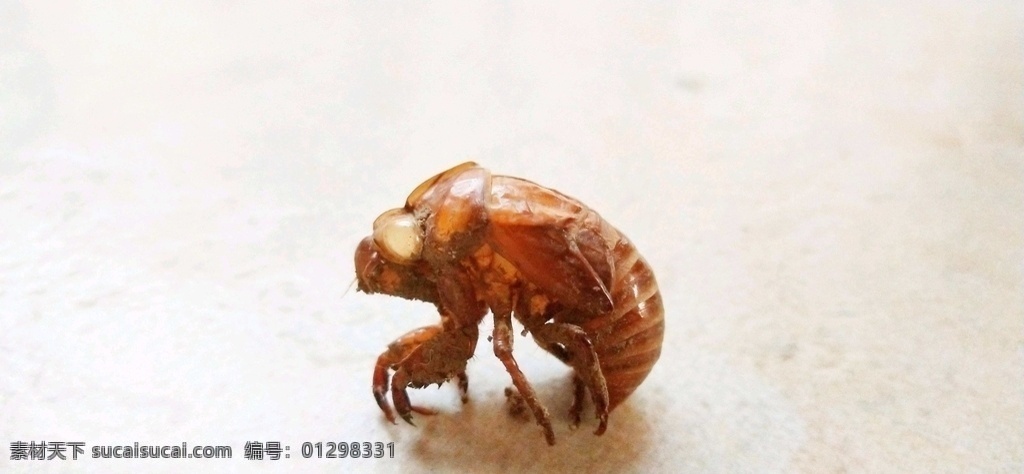 蝉蜕图片 蝉 蝉蜕 蜩 知拇吖 哔蝉 海咦 蛭蟟 蛣蟟成虫 龟 知了猴 蛣蟟龟 爬杈 梢潜 蠽蟟 蠽蟟龟幼虫 春蝉 夏蝉 秋蝉 冬蝉 蝉鸣 蝉叫 树上蝉鸣 树上蝉叫 树上知了 知了鸣叫 蝉鸣叫 一只知了 一只蝉 树枝上的蝉鸣 树枝上的蝉 树枝上的知了 草丛中的蝉 树上的蝉儿 知了知了 生物世界 昆虫