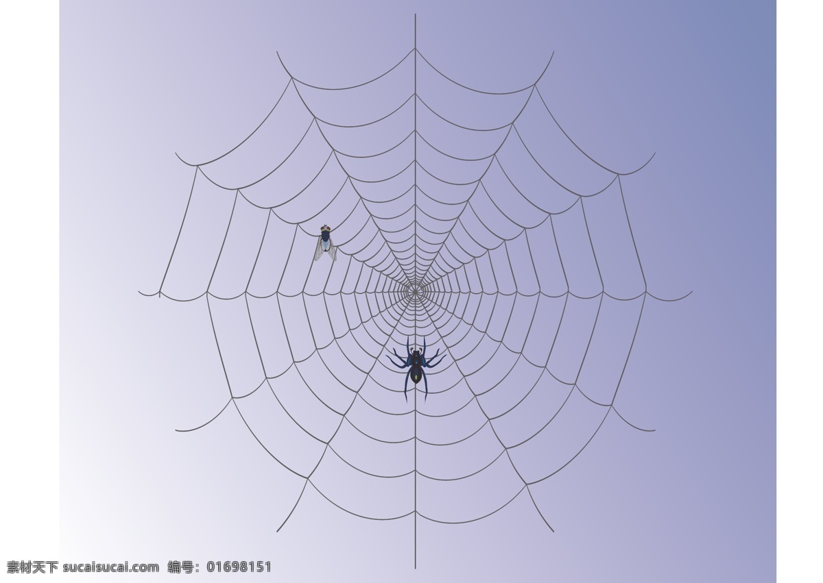 蜘蛛网 昆虫 蜘蛛 苍蝇 网上的苍蝇 插画设计