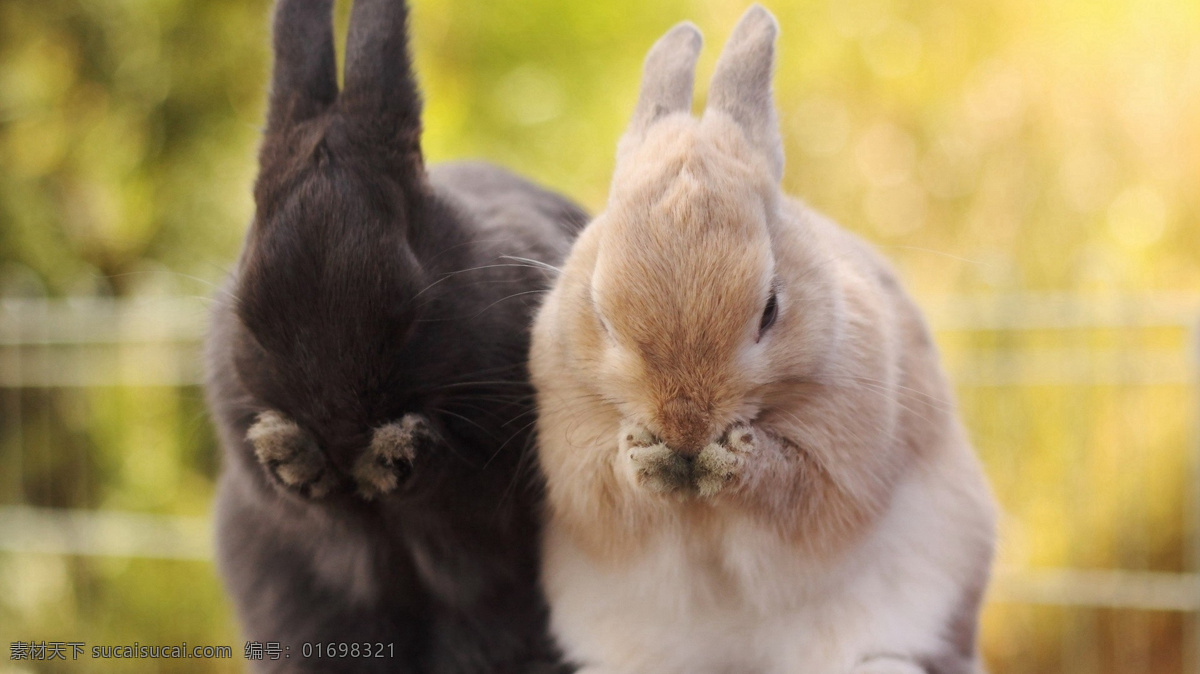 扑朔小兔子 兔子 可爱兔子 宠物 小兔子 萌物 兔子照片 宠物动物合集 生物世界 其他生物