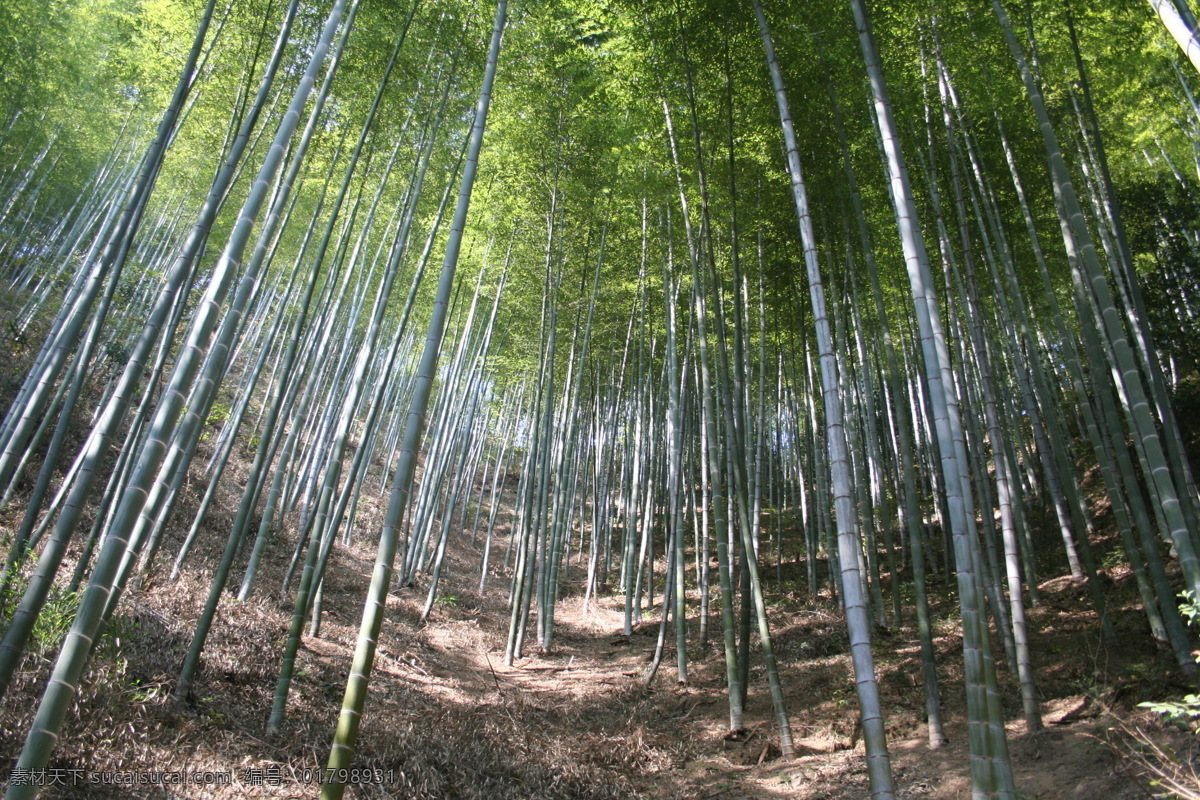 竹海 旅游摄影 摄影图库 自然风景 安徽竹海 矢量图 日常生活