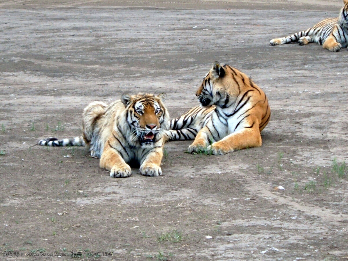 东北 虎园 老虎 实拍 图 哈尔滨 虎 写真 动物 野生动物 生物世界