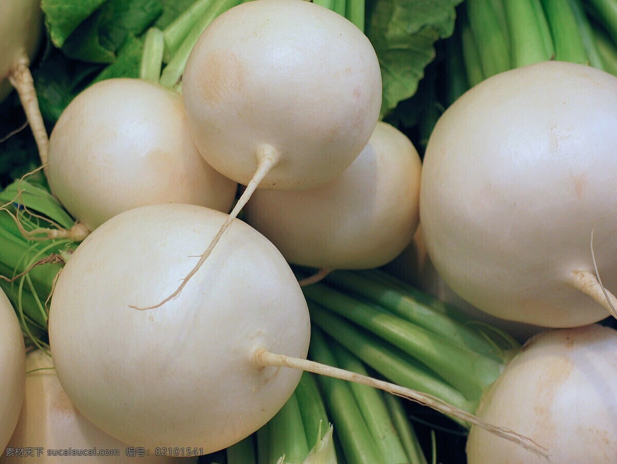 白萝卜 莱菔 植物 萝卜叶 萝卜根 食物 食品 万圣节 绿色食品 健康蔬菜 蔬菜 菜 农场 有机蔬菜 果蔬 绿色蔬菜 农产品 农副产品 萝卜贴图 萝卜背景 萝卜壁纸 萝卜摆拍 餐饮美食 西餐美食