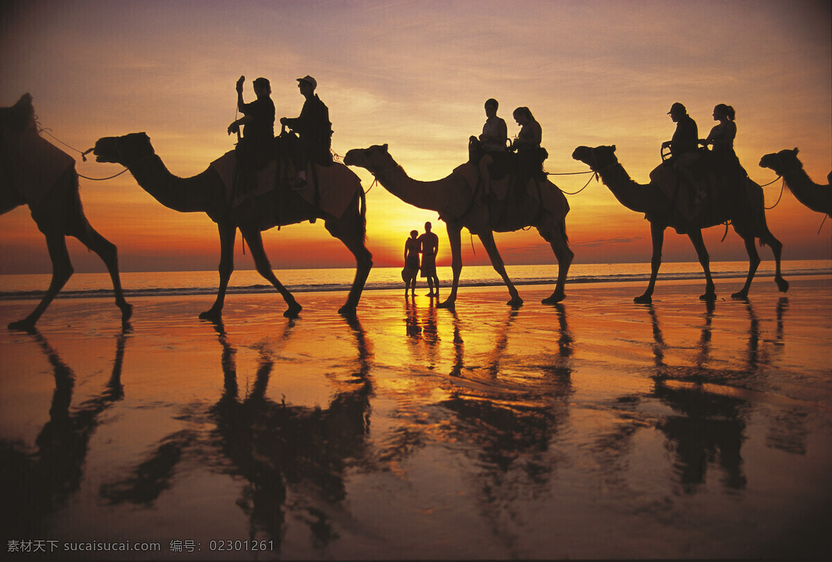 整装待发 骆驼 队 骆驼队 夕阳 下 海边的夕阳 旅游摄影 国外旅游 摄影图库