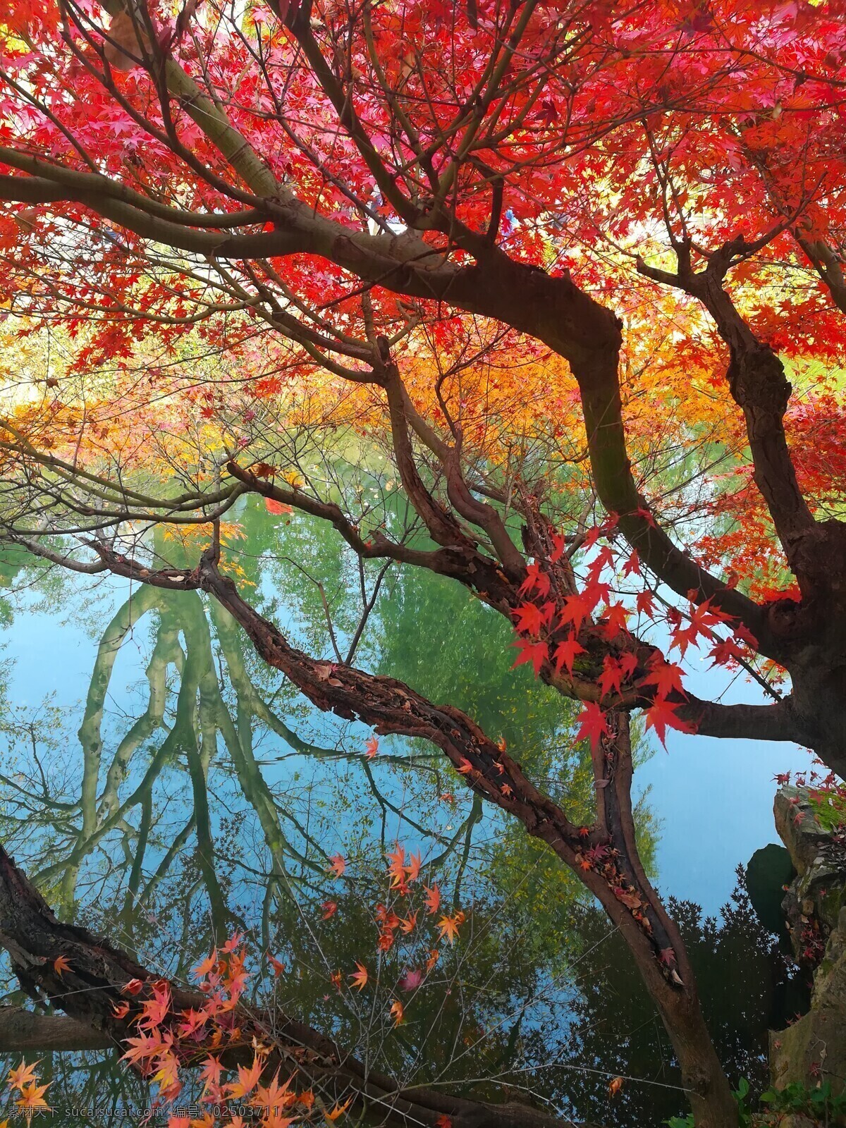 红枫 枫叶 秋天 风景 红 水 树枝 枫树 枝干 园林 秋叶 水面 倒影 生物世界 树木树叶