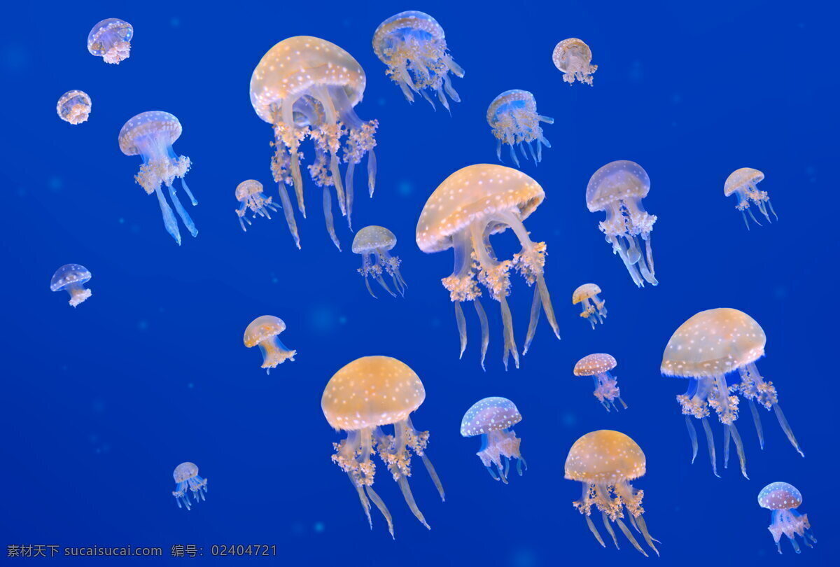 浮游生物图片 浮游动物 水母 水生动物 海底 海洋 海水 蓝色海洋 水母群 海洋生物 动物 生物世界