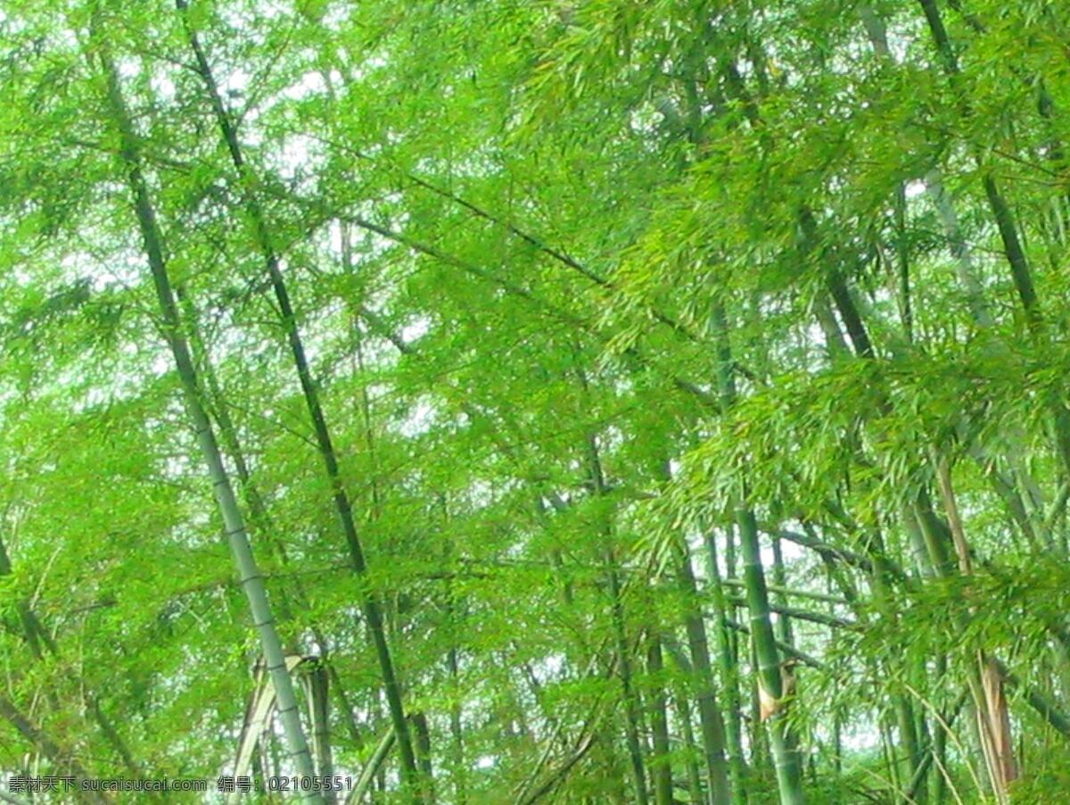 竹子 绿色 护 眼 风景 护眼 大自然 自然景观 自然风景