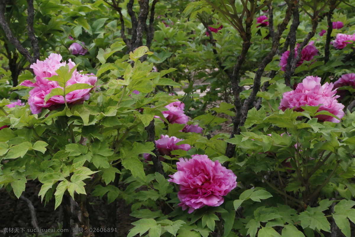 牡丹花 牡丹 鼠姑 木芍药 百雨金 洛阳花 花卉 花儿 花草 植物 园林绿化 绿化景观 花朵 芍药牡丹 生物世界