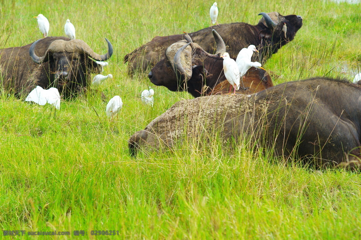 犀牛 小鸟 小 鸟 角马 草原 狂野 群 非洲 草丛 旅游图片 生物世界 野生动物