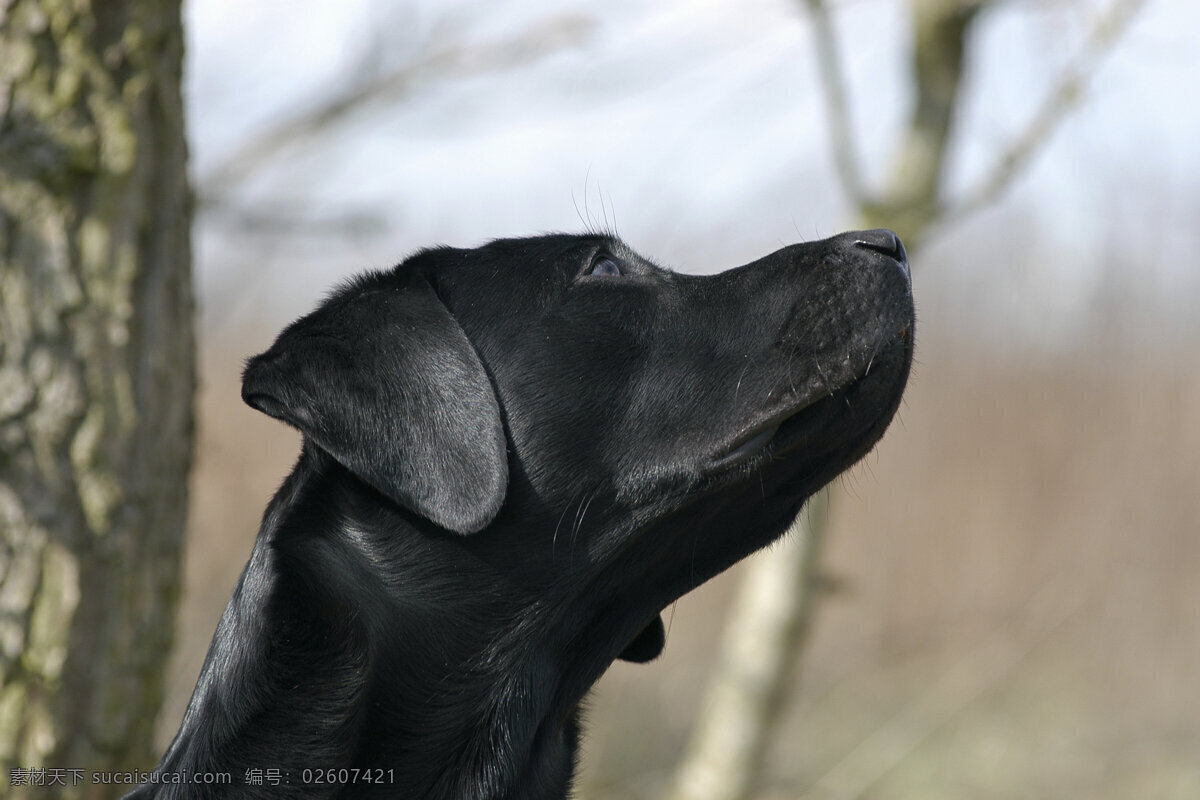 仰视 狗 宠物 可爱小狗 名贵 犬种 动物世界 宠物摄影 陆地动物 生物世界 狗狗图片