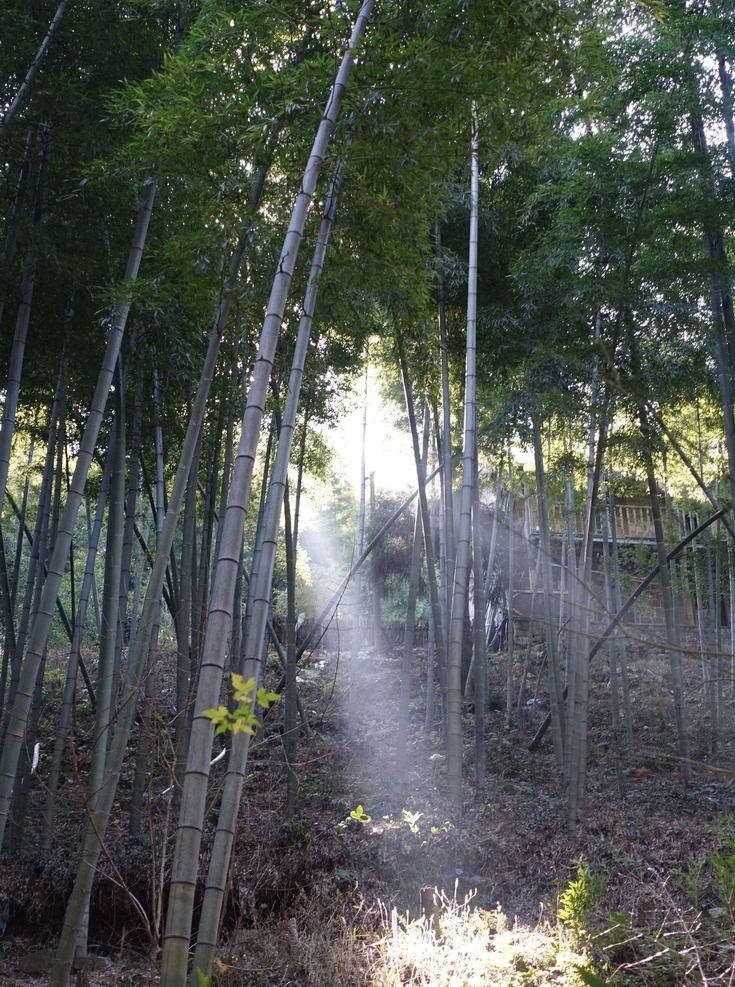莫干山的光 莫干山 光 旅行 徒步 走走看看 旅游摄影 自然风景