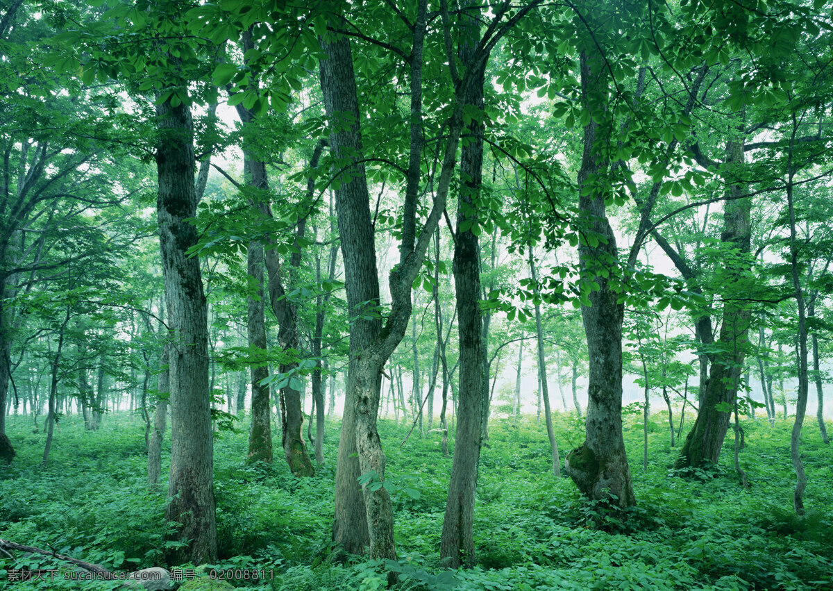 树林图片 森林树木 树林风景图片 树林高清图片 树木树叶 植物素材 生物世界 高清图片 花草树木 黑色