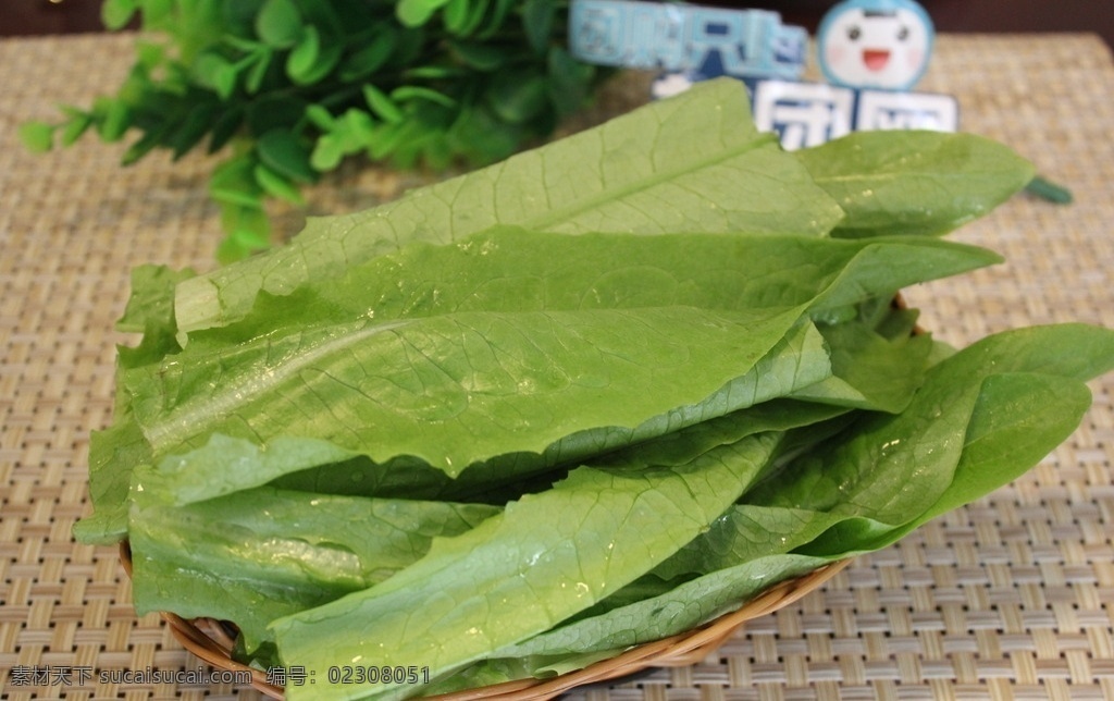 油麦菜 香麦 蔬菜 绿色 健康 天然 凉菜 火锅 涮锅 涮菜 麻辣烫 鸳鸯锅 餐饮美食 食物原料