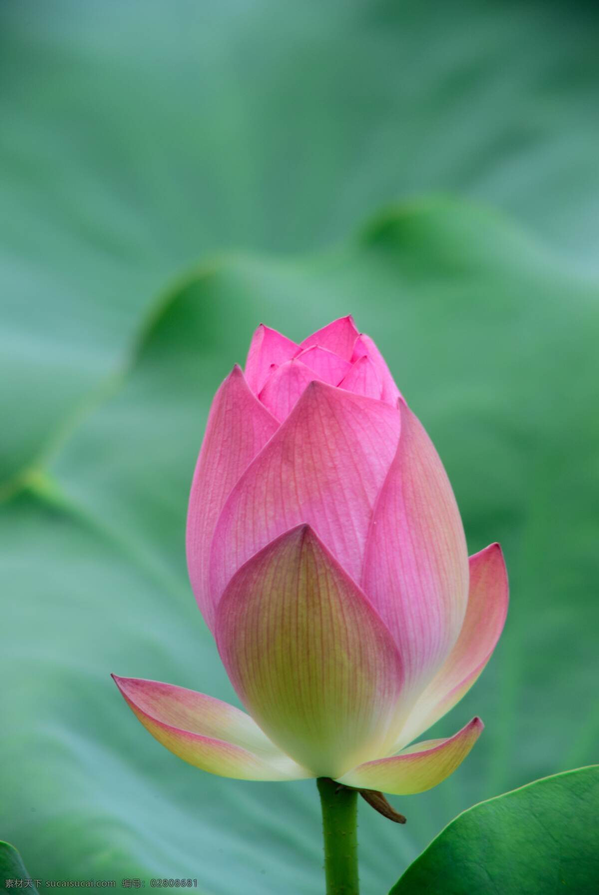 荷花 背景 花 鲜花 花儿 花朵 树叶 绿叶 特写 壁纸 美丽 漂亮 生物世界 花草