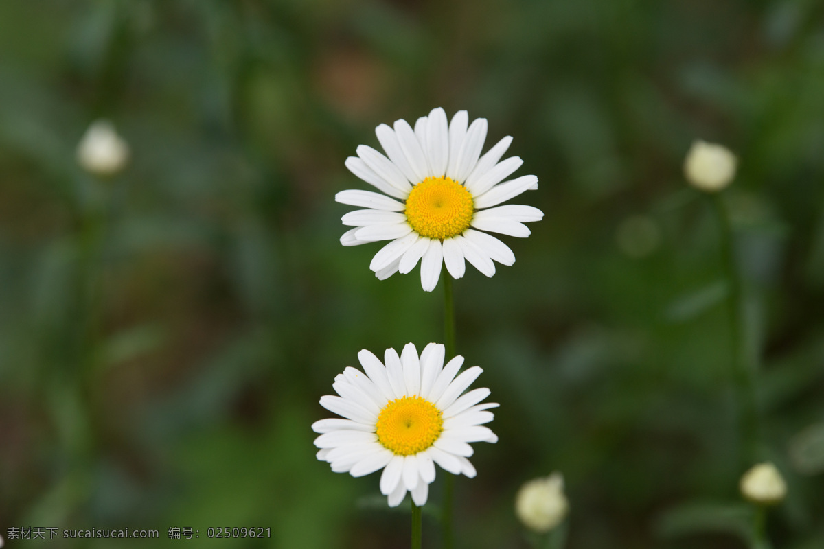 菊花 小菊花 雏菊 花 花朵 小白花 花草摄影 生物世界 花草