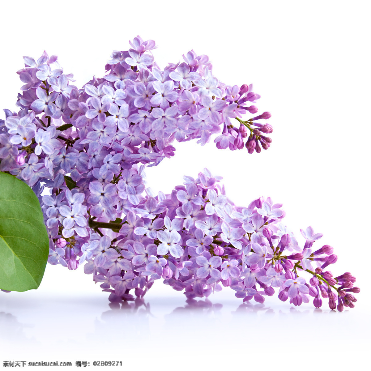 紫色 小花 紫色小花 美丽鲜花 漂亮花朵 花卉 鲜花摄影 花草树木 生物世界