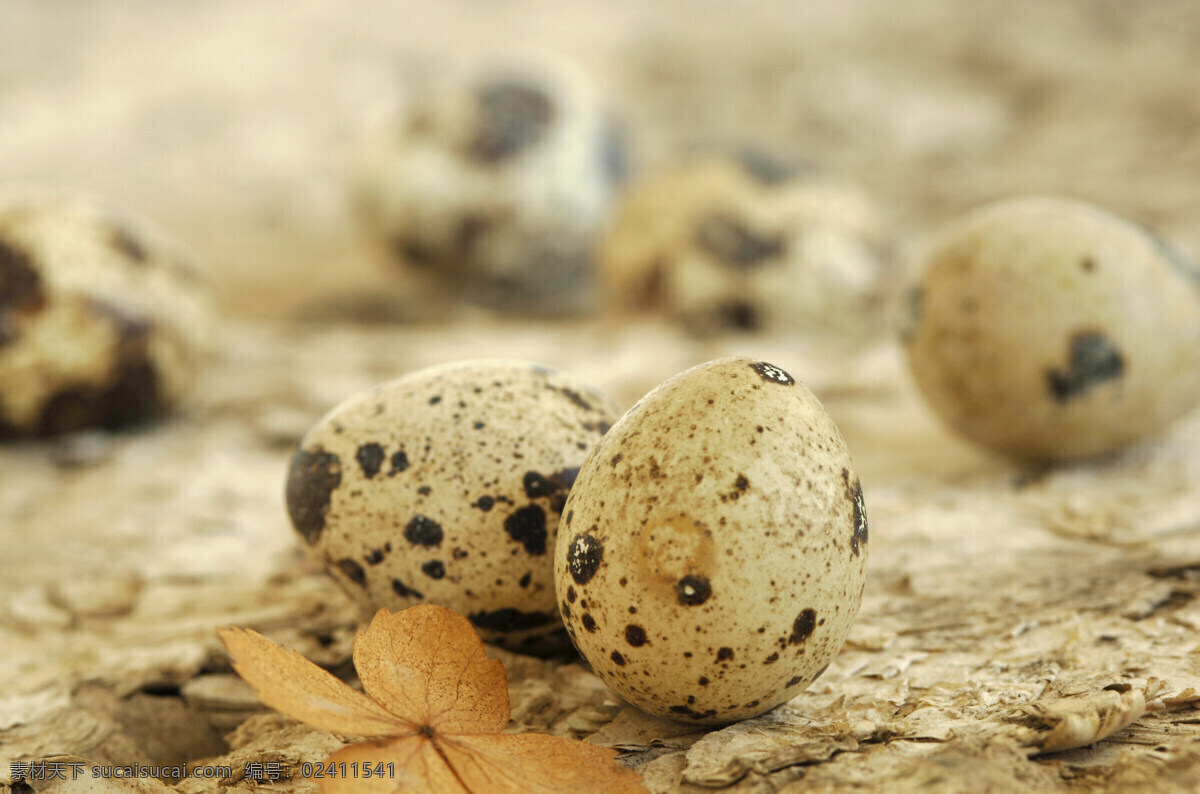 鸽子 蛋 鸽子蛋 蛋类 鹌鹑蛋 蛋类摄影 食材原料 餐饮美食