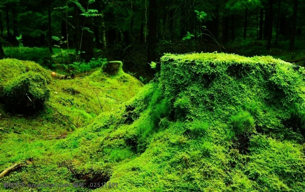 青苔 苔藓图片 苔藓 绿色植物 绿植 泥土 土壤上苔藓 路砖 路砖上的苔藓 户外 丛林 小清新 粗糙 植物 颜色 特写 绿色 细节 植被 奇石 石头 石板苔藓 绿色青苔 绿色苔藓 苔原 绿色苔原 森林苔藓 森林苔原 青苔苔藓 绿苔 苔海报 青苔图片 庭院 树衣 绿衣 地衣 苔藓青苔 生物世界 花草
