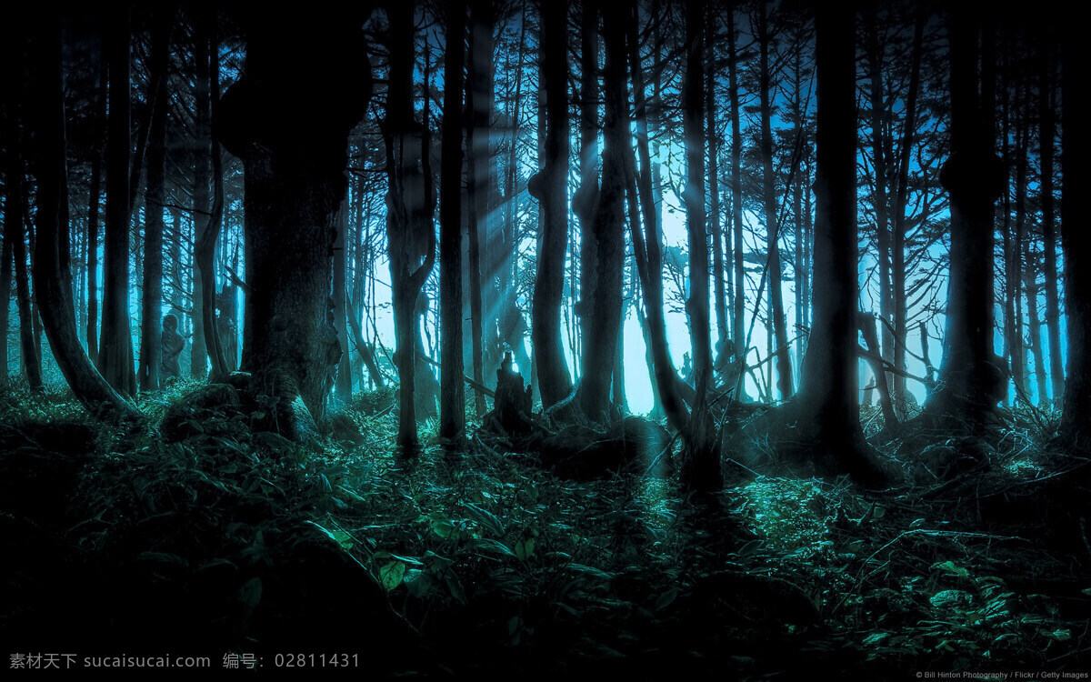 高清 原始森林 梦幻 背景 暗背景 大树 光 树 树林 背景图片