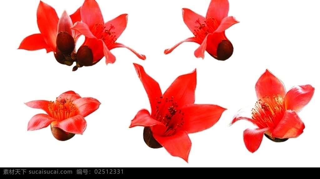 木棉花 单朵 分层 源文件库