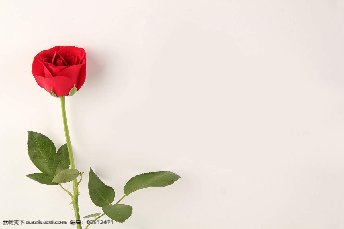 鲜艳玫瑰 红色玫瑰摄影 花卉 月季花 纯色底玫瑰