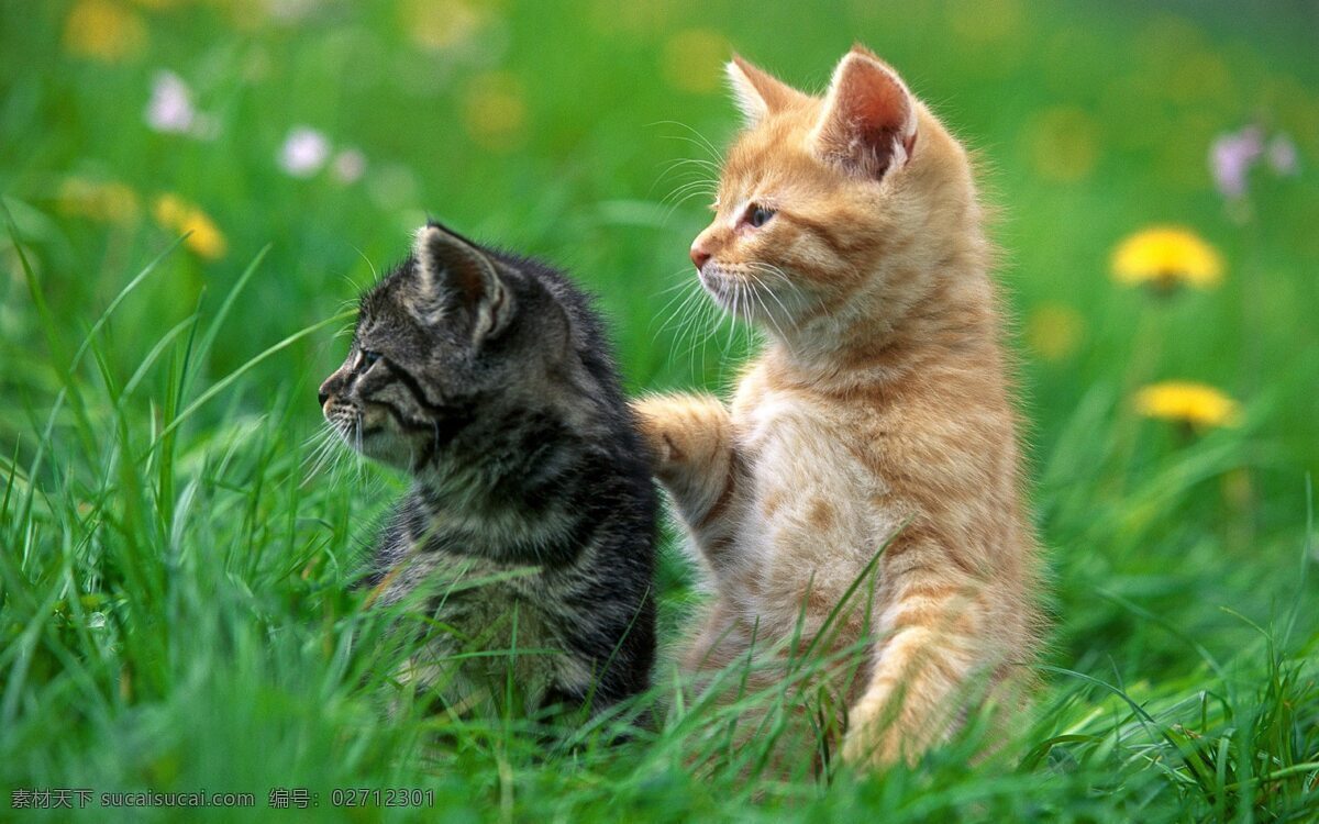 快乐 猫咪 背景图 草地 两只猫 生物世界