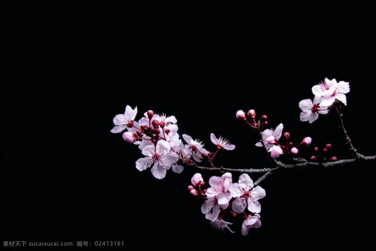 樱花 美丽 春天 清新 风景 生物世界 花草