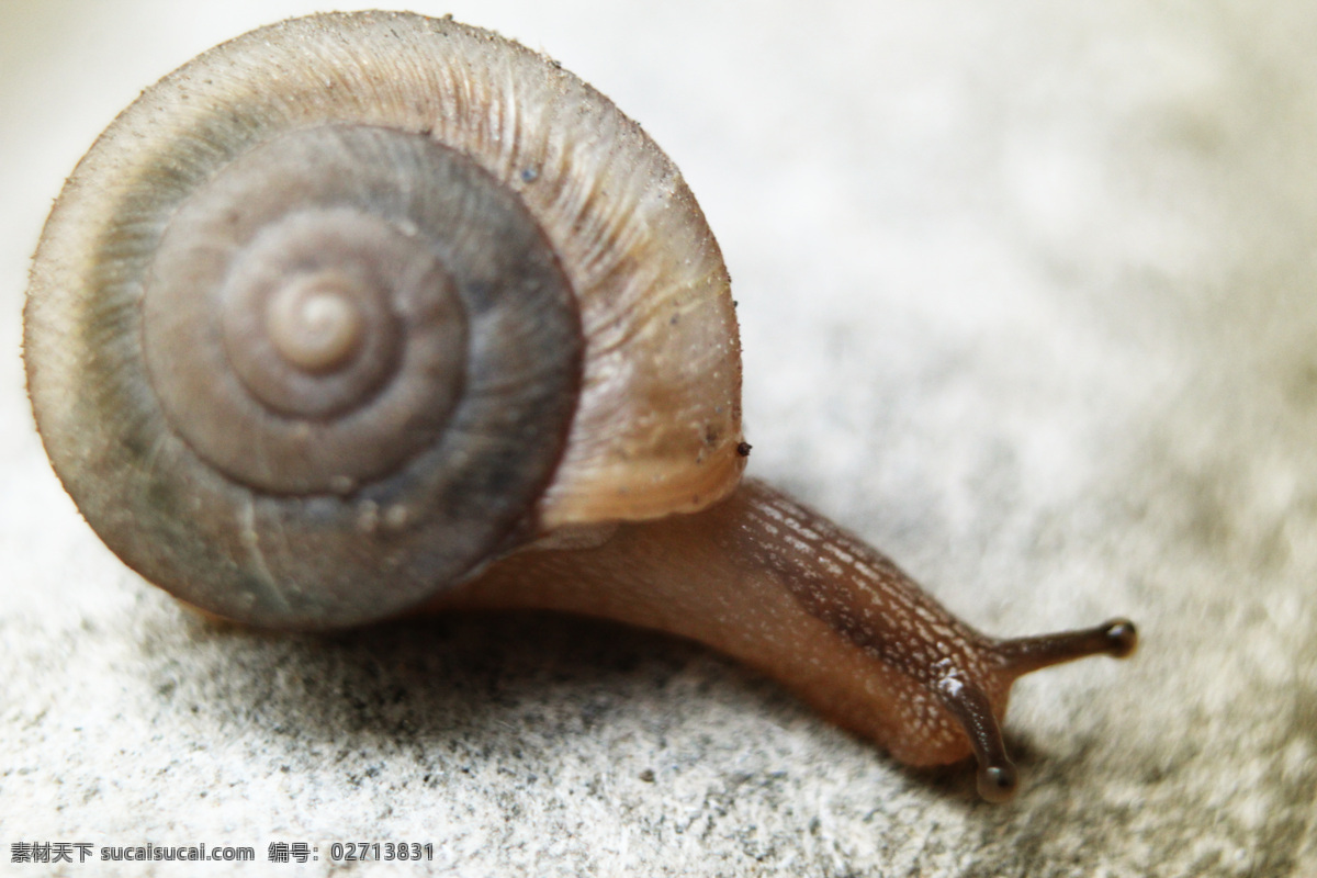 蜗牛 软体生物 昆虫 瓜牛 壳 生物世界