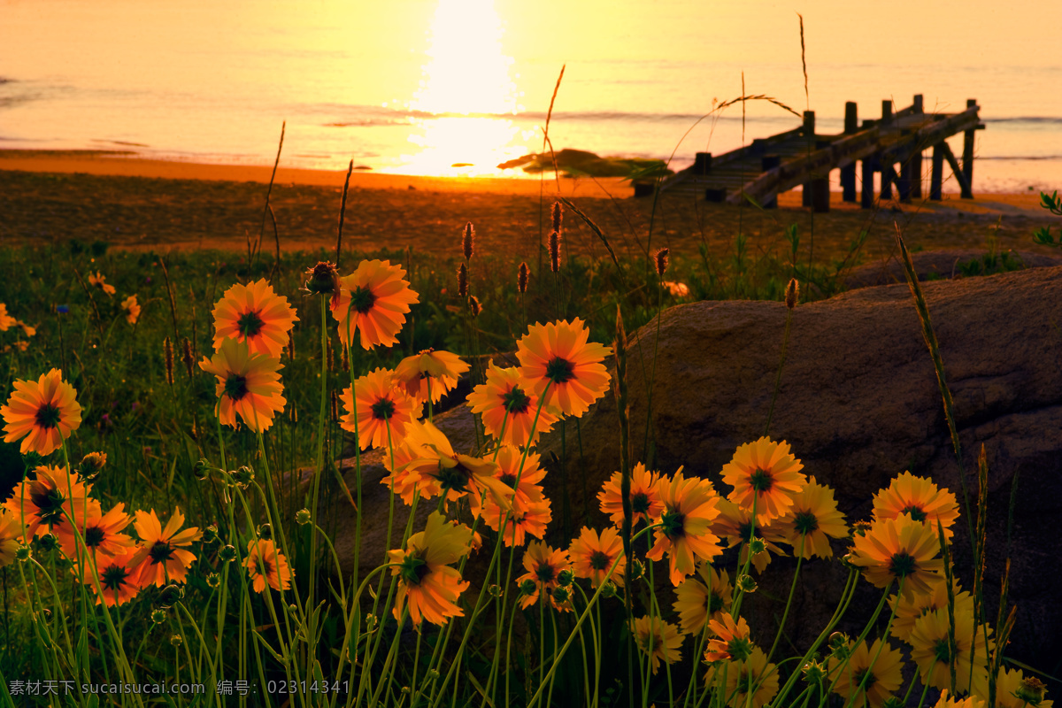 落日黄昏 花朵 落日 晚霞 海边 花丛 野草 芦苇草 黄昏 海面 夕阳的余光 自然风景 自然景观