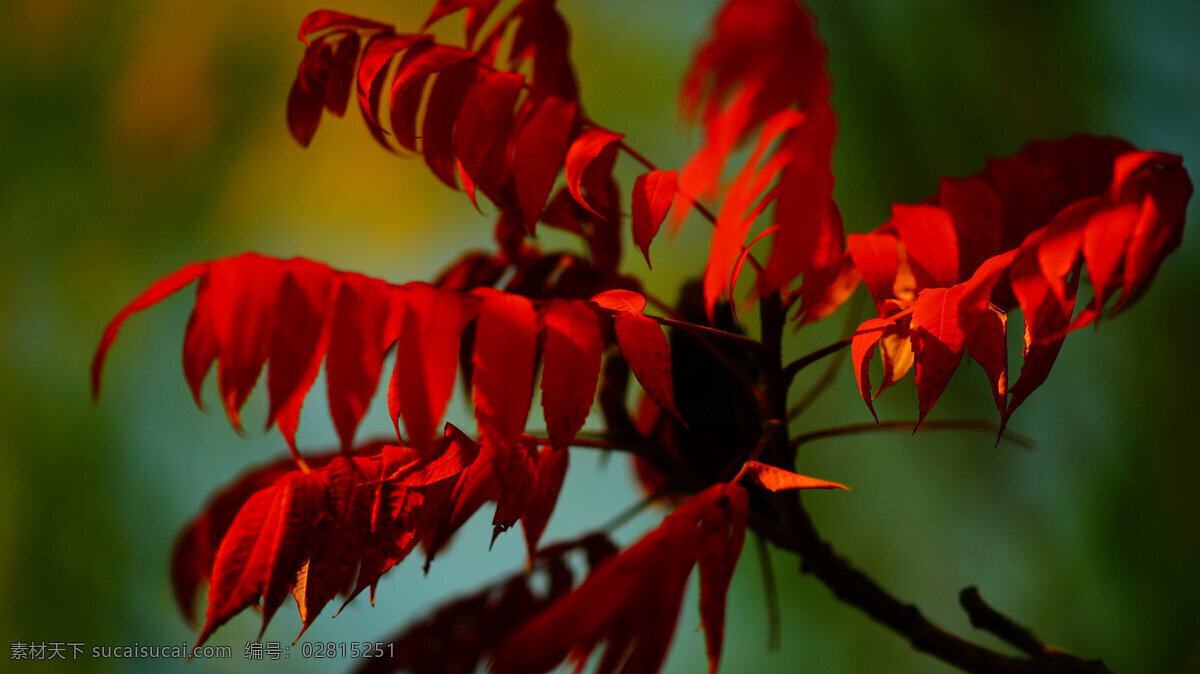 红色 枫叶 风景 高清 树叶 叶子 树枝