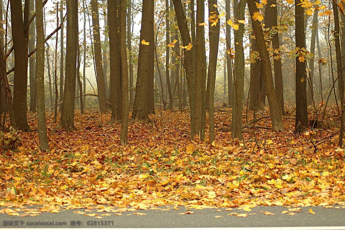 秋天 树林 落叶 风景 树林风景 秋季美景 黄叶 树木风景 美丽风景 美丽景色 风景摄影 美景 自然风光 其他风光 风景图片