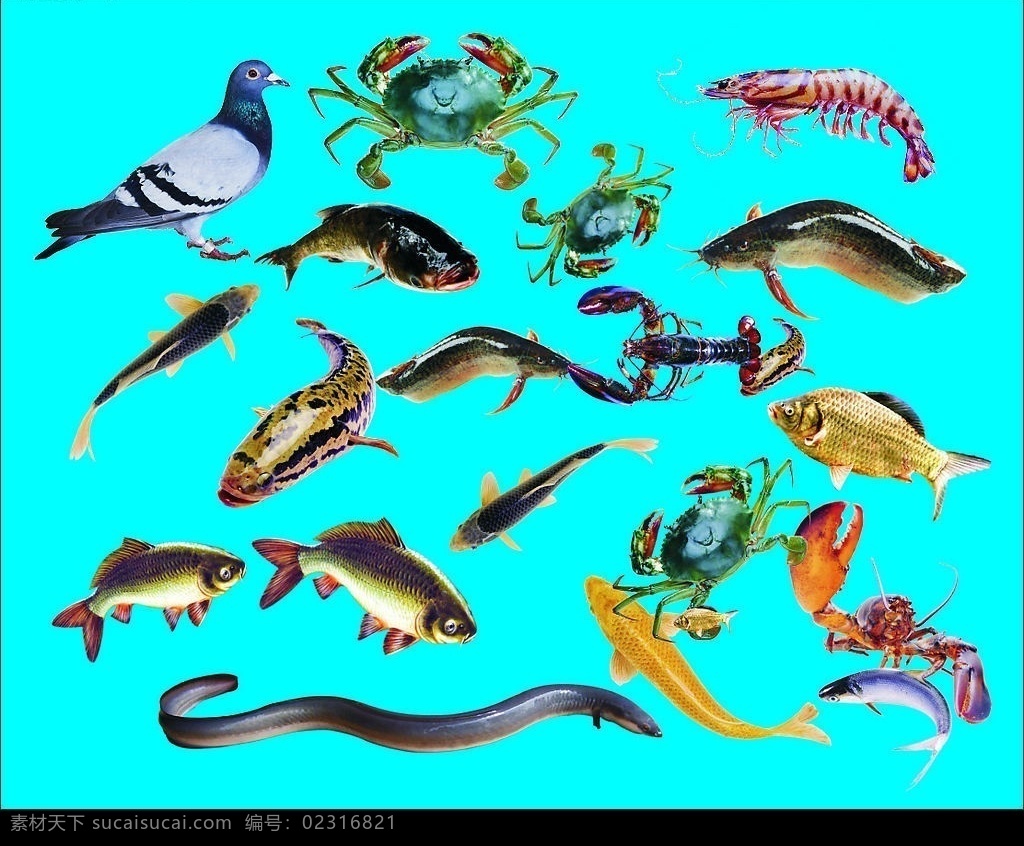海鲜 潮汕 砂锅 粥 鱼 虾 蟹 鸽子 黄蟮 生物世界 海洋生物 矢量图库