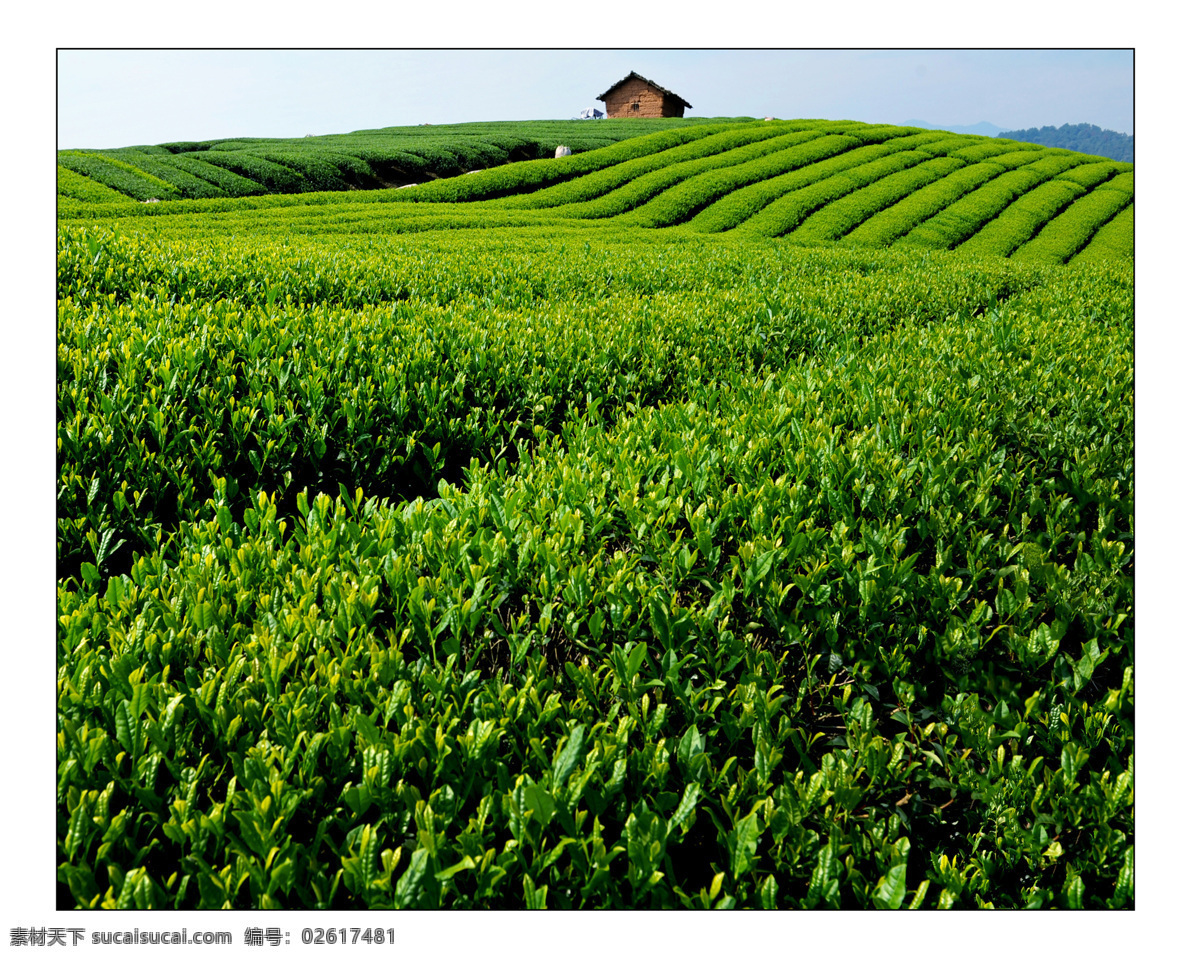 茶叶 茶山 茶 茶山风景 茶背景 自然景观 田园风光