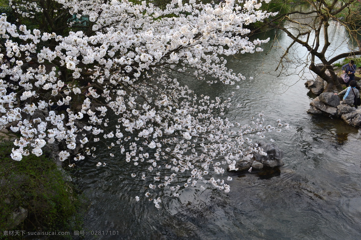 樱花溪水 唯美 公园 春天 溪水 白色 樱花 风景 自然 花草 生物世界