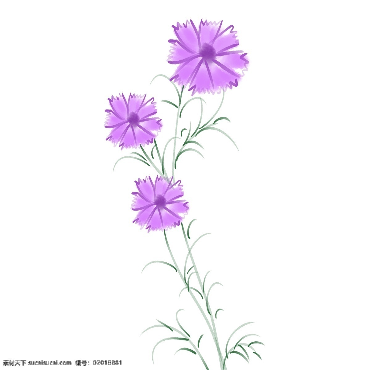 紫色 花朵 格桑 花 格桑花