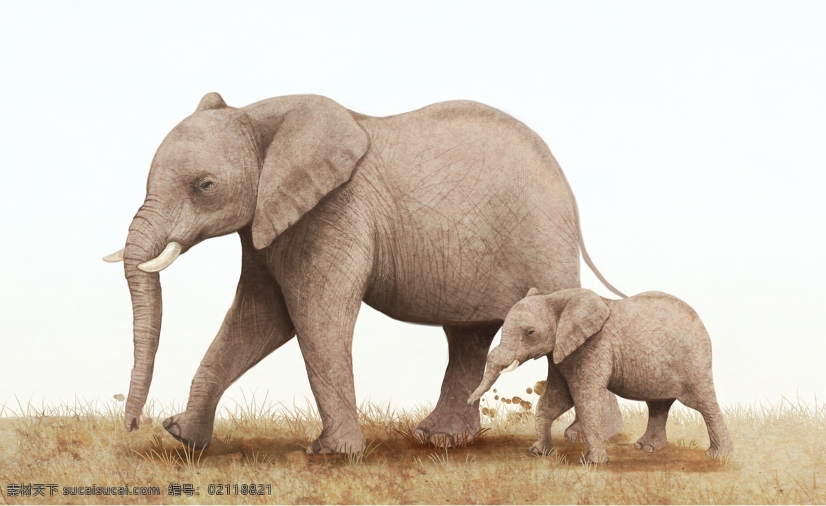 非洲象 野生象 灰色大象 大笨象 动物 机器人 生物世界 野生动物