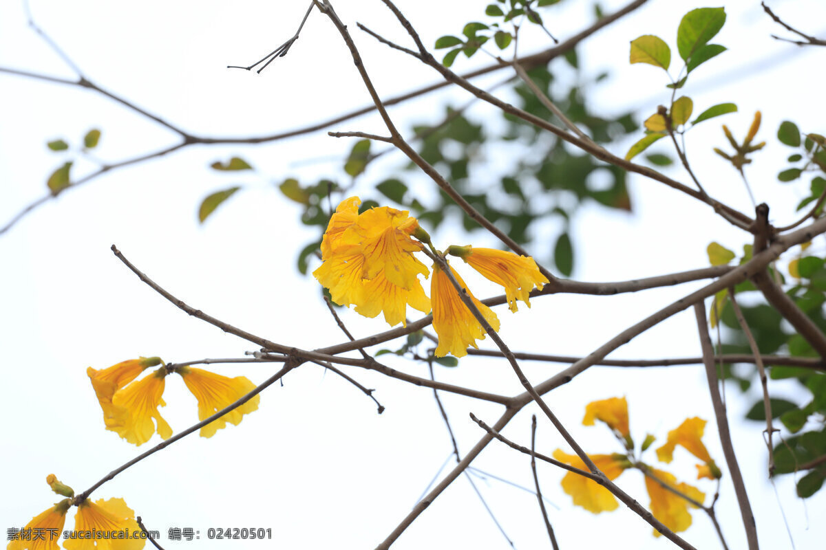 风铃花 小黄花 植物 观赏 园林 自然景观 山水风景