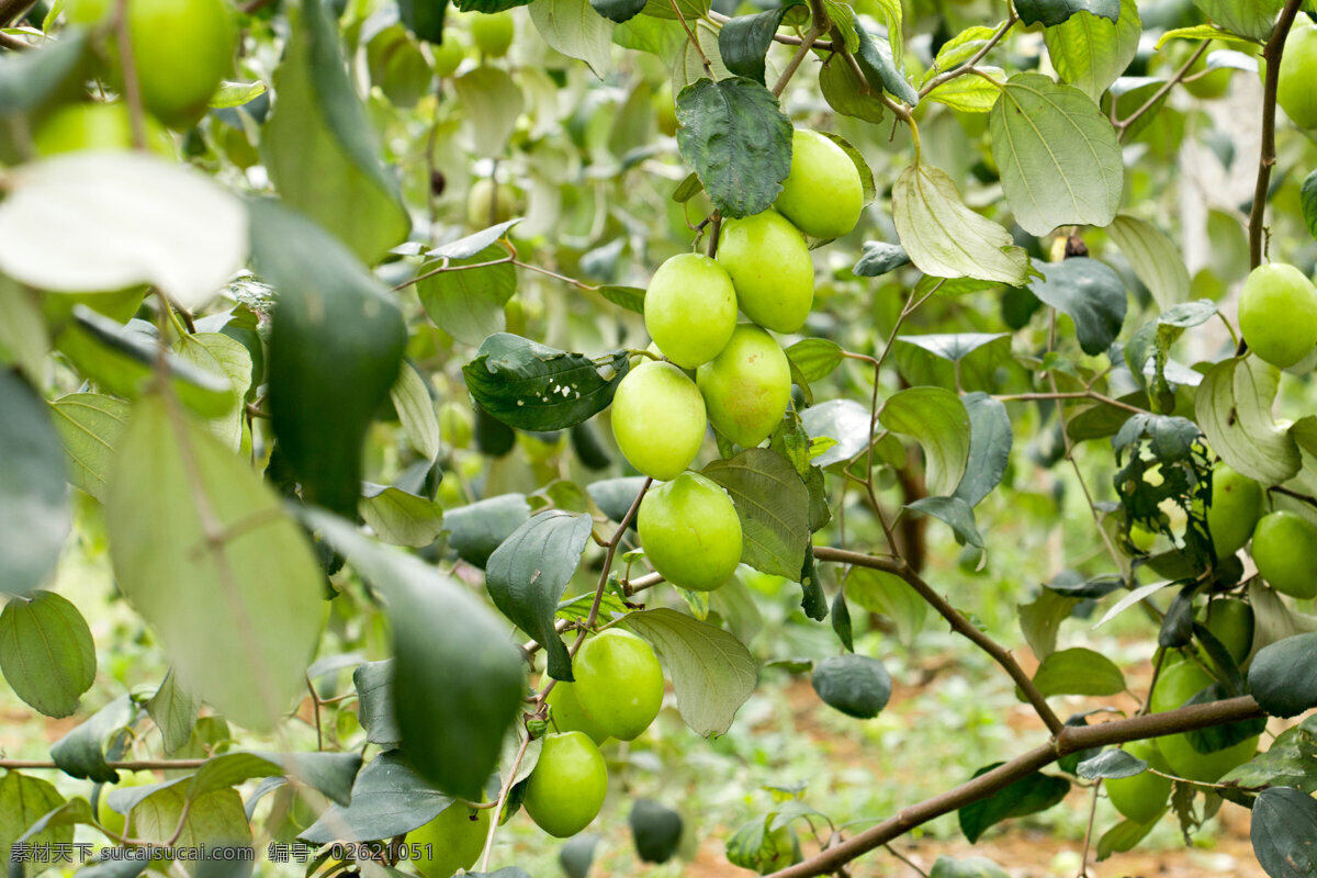 大青枣 青枣 脆枣 大青枣园 树上的青枣 生物世界 水果