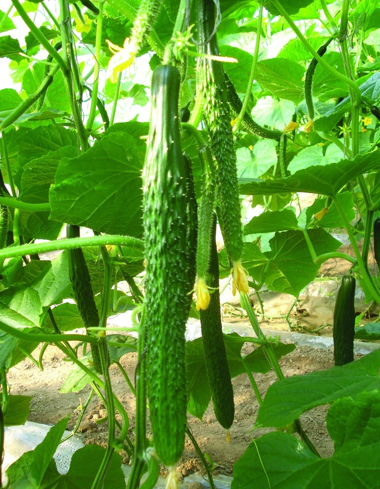 黄瓜 田园 绿叶 农作物 绿色 蔬菜 生物世界