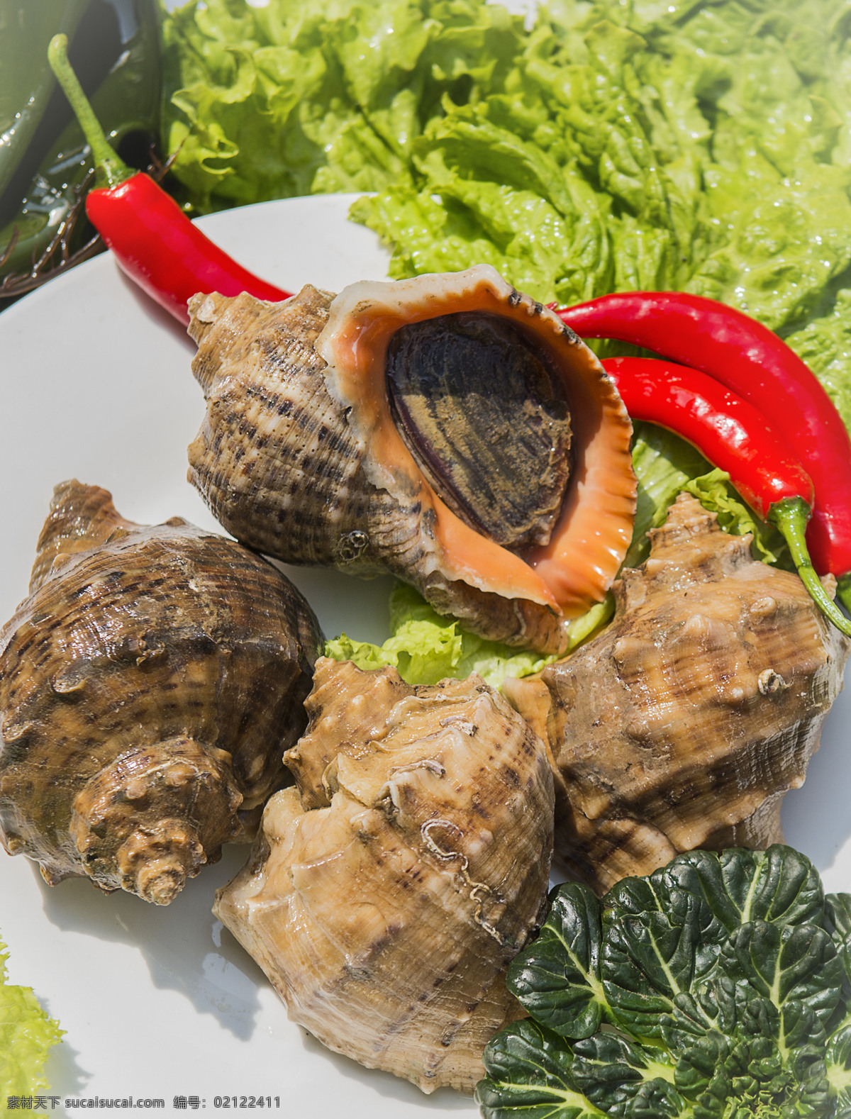 大海螺 海产品 鲜货 海洋食品 酒店食材 青岛特产 美味 餐饮美食 食物原料