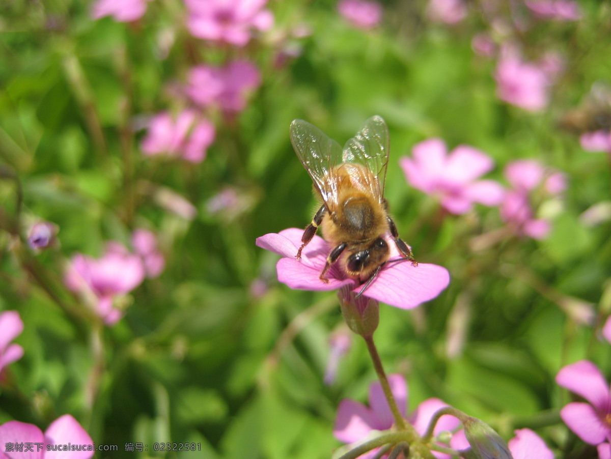 花中 蜜蜂 昆虫 昆虫图片 蜜蜂采蜜 蜜蜂图 鲜花 生物世界