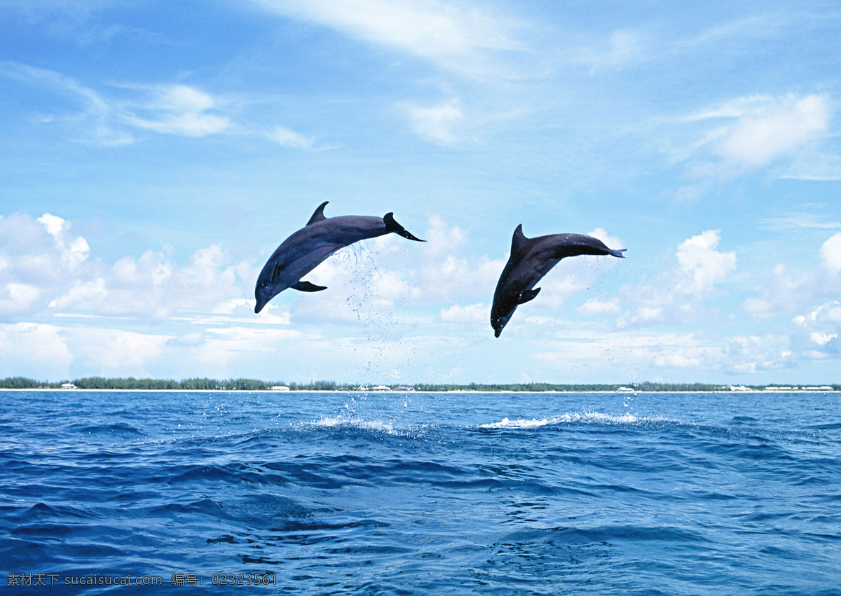 海洋生物 海底世界 生物世界 鱼 鱼类 海底景色