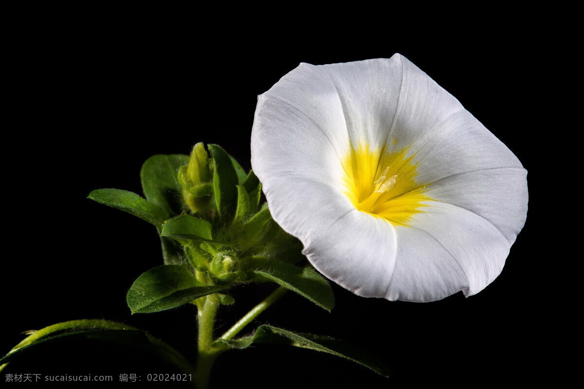 白色 牵牛花 高清 白牵牛花 白花 喇叭花 白色花朵