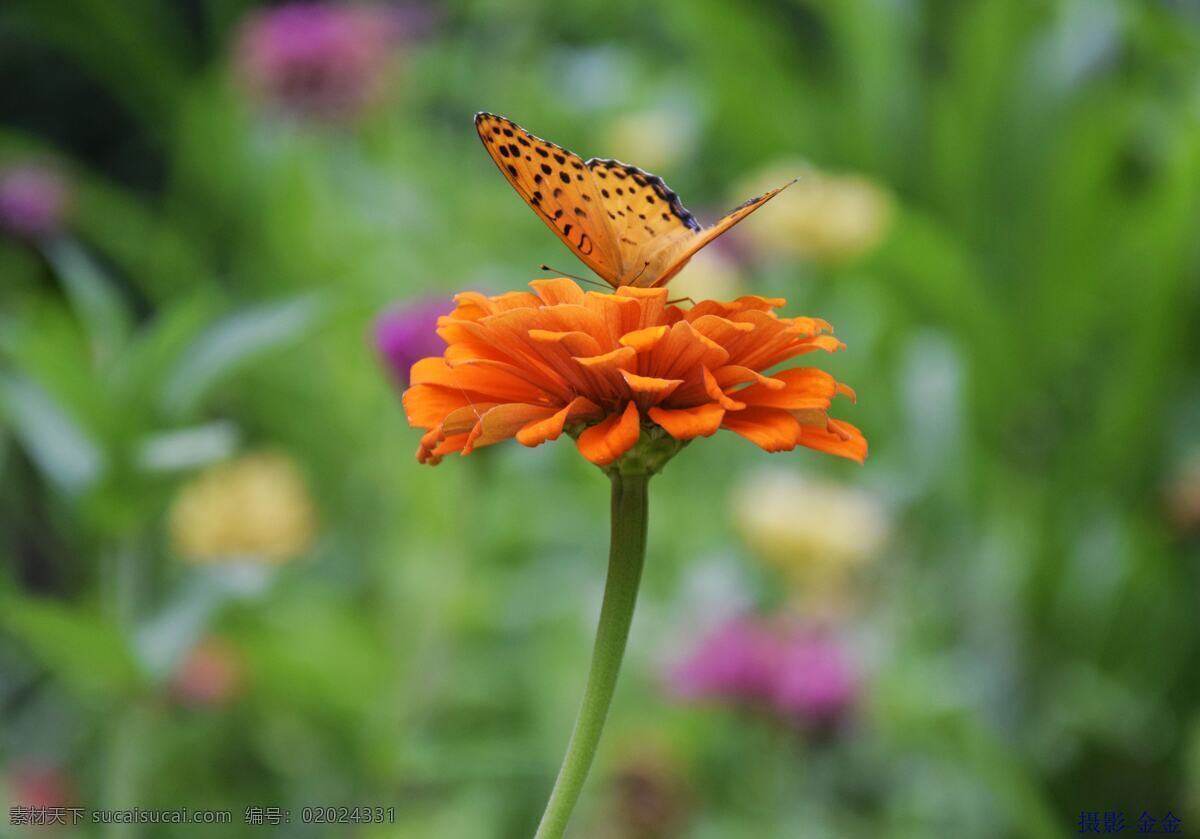 蝴蝶 花开 蝴蝶花儿 你若盛开 蝴蝶自然来 生物世界 花草